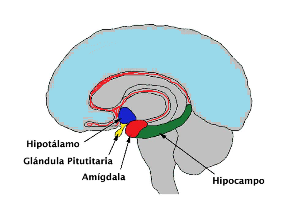 sistema límbico